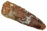Fossil Spinosaurus Tooth - Real Dinosaur Tooth #331442-1